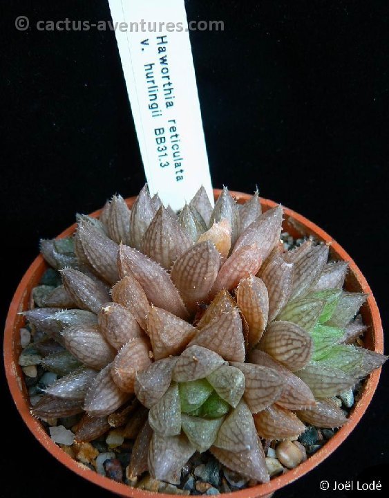 Haworthia reticulata v. hurlingii P1210914